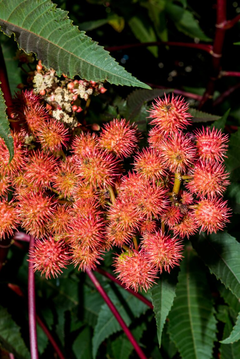 castor bean blooms